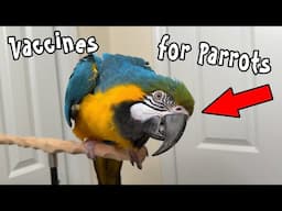 Vaccines for Parrots - How to Prevent Illness for Birds