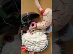 Digestive System Human Model Accessory Organs