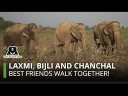 Watch best friends Laxmi, Bijli, and Chanchal walk together!