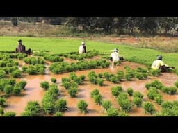 MORDERN RICE GROWING TECHNIQUES WITH KILIMO TRUST IN UGANDA