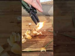 Using a Leatherman to harvest Fatwood Firestarter