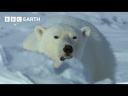 Polar Bears: Masters Of The Snow | Snow Animals | BBC Earth Kids