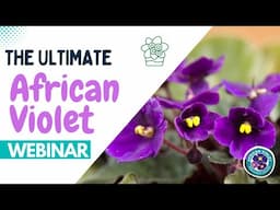 THE ULTIMATE AFRICAN VIOLET CARE WEBINAR