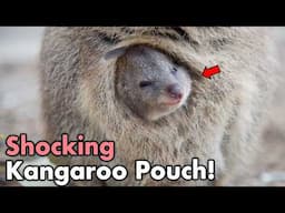 What's Really Inside a Kangaroo's Pouch? 😱