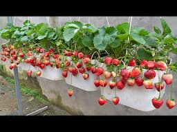 Growing hanging strawberries in recycled plastic containers, the fruits are sweet and fragrant