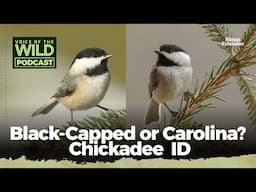 Episode 37: Black-Capped or Carolina? Chickadee ID – Voice of the Wild