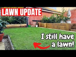 It's February and I still have a LAWN! - Lawn Update