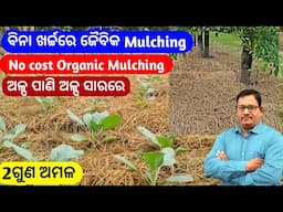 Organic mulching ବିନ ଖର୍ଚ୍ଚ ରେ ଜୈବିକ Mulching ଅଳ୍ପ ପାଣି ରେ 2ଗୁଣ ଅମଳ