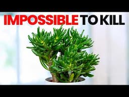 20 Impossible to Kill Plants You Should Buy in 2025