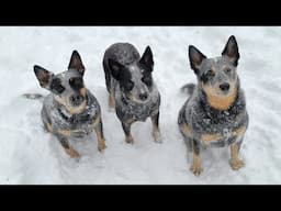 Raptor Snow Babies Enjoying The Snow