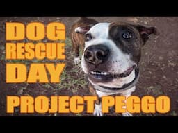 Dog Rescue Peggo