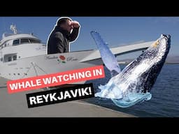 Whale Watching In Reykjavik On A Yacht! - Sea Trips Amelia Rose