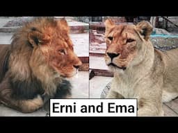 Meet the Lion Family Erni and Emma