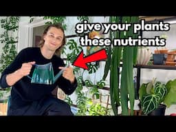 This is How to Fertilize Houseplants - How Much, How Often & What to Fertilize Indoor Plants