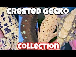 My CRESTED GECKO COLLECTION!!