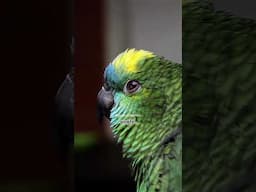 LEARN MORE👉🏼New YouTube video out; Parrot Vision Explained! #Parrots can detect #ultraviolet light👀