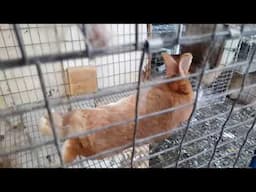 New Zealand Rabbits - New Zealand Red Rabbits Update Part 2 of 2