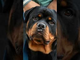 10 Amazing Facts About Rottweilers!