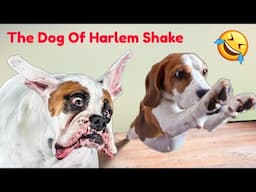 The Dog Of Harlem Shake 😂