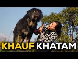 Bagheera the Tibetan mastiff ka complete behavior change