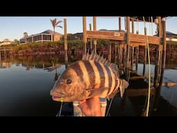 Free Mud Crabs vs. Pricey Tiny Fiddlers - Catch and Cook Sheepshead!