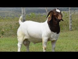 Qualities Of a Good Male Goat For Your Farm