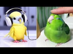 Smart And Funny Parrots Parrot Talking Videos Compilation (2025) - Cute Birds #1