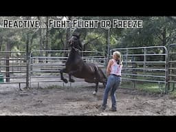 Reactive Flight Flight or Freeze w/a Wild Mustang  | Buffalo Hills 2024