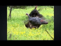 Best Turkey Bow Kill Ever Filmed - Closing the Distance