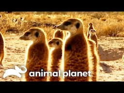 Meerkats Yousarrian and Pancake Flirt With Each Other | Meerkat Manor | Animal Planet