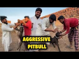 Pitbull Dog Pagal Hu Gaya Ajj | Sanbhalna Howa Mushkil | Punjabi Shok Vlogs