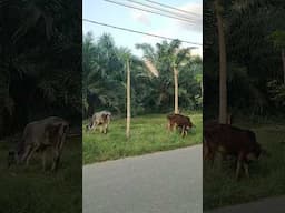 Jalan jalan sore jumpa kawanan sapi di pinggir jalan