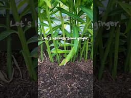 Harvesting Ginger #backyardgardening #gardening #ginger #homestead