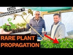 Brassaiopsis Propagation Secrets - a Sunk Island Garden Centre Road Trip