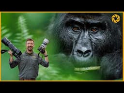 Capturing Wild Gorillas And Chimps: Photo Tips And Gear Recommendations!