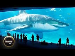 TOP 5 BIGGEST SHARKS IN THE WORLD