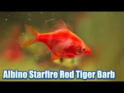 Albino Starfire Red Tiger Barb – Complete Setup & Care Tips