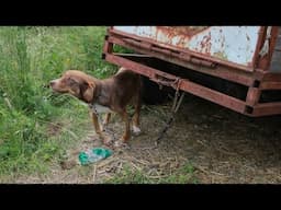 He was abandoned, chained, and left to suffer alone for 10 days with no food or water!