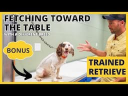 Formal Retrieving Work - Trained Retrieve - BONUS - Different Breed