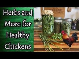 Herbs and More for Healthy Chickens