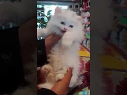 Fluffy feline persian extra long coat