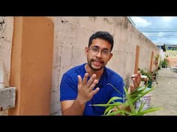 Ginger Harvest from Buckets! | Gardening in Trinidad and Tobago