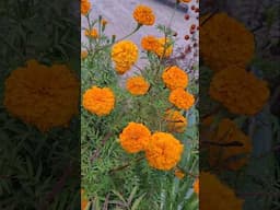 After planting Marigold Flower 🌼 in my garden