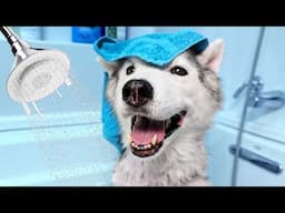 Watch My Old Husky's  Fun Bath Experience!