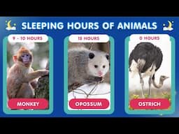 Sleepy Animals: Discover Their Dreamy Habits!