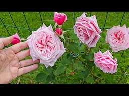 Blossomtime rose: Shade tolerant AND fragrant