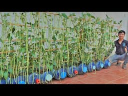 How to grow long beans with lots of fruit. Continuous harvest