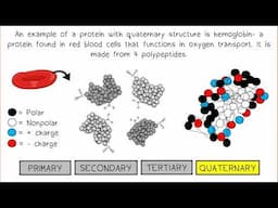 Proteins AP Biology