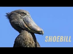 Shoebill: Nature’s dinosaur-like bird with a killer stare! Shoebill stork sound!