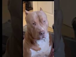 American Bully tells on mean owner! #dog #funny